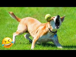 Best Cat And Dog Videos 😅 - Cutest Animals 😇