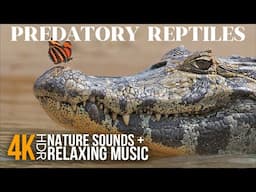 Most Dangerous Predatory Reptiles | 4KHDR Crocodiles, Alligators, Caimans & Gharials + Calming Music