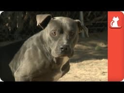 Hunter the Sweet Pitty - Tails of Survival