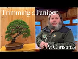 Corins Juniper Day Off - Greenwood Bonsai