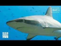 Moorish Idols vs Sharks | Asia | New Episodes Saturdays on BBC America