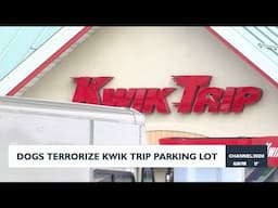 ‘It was chaotic’: MPD cites woman after numerous dogs escape, attack in Kwik Trip parking lot