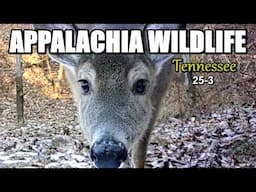 Appalachia Wildlife Video 25-3 of AS THE RIDGE TURNS in the Foothills of the Great Smoky Mountains