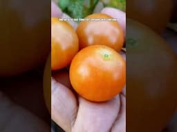 Growing and Harvesting Tomatoes in Winter!