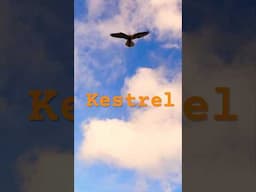 Kestrel in flight, British Birds of Prey #birdwatching #birdslover