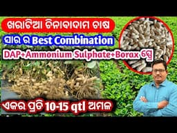 ଖରାଟିଆ ଚିନାବାଦାମ ଚାଷ ସାର ର Best combination 10-15 qtl ଅମଳ summer groundnut cultivation