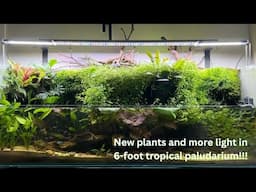 New plants and more light in 6-foot tropical paludarium!!!