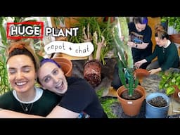 Overdue Repot of my BIGGEST Houseplants With @GoodGrowing 🌱 Huge Plant Repot + Chat