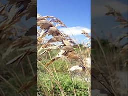 Wild Sea Oats