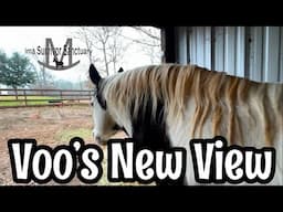 Rescue Animals Get A New View