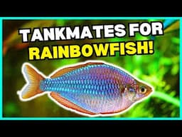 6 PERFECT Tankmates for Your Rainbowfish! | Rainbowfish Tank Mates