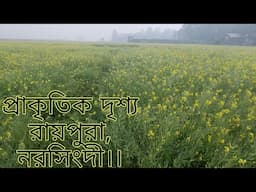 সরিষা ক্ষেত।।