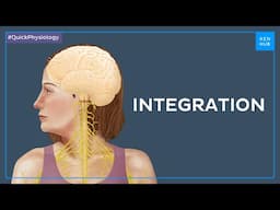 What is integration of the nervous system - Quick Physiology | Kenhub