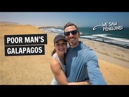 Two days in PARACAS, Peru 🇵🇪 The Poor Man's Galapagos!