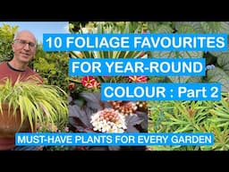 10 FOLIAGE FAVOURITES FOR YEAR-ROUND COLOUR – Part 2: MUST-HAVE PLANTS FOR EVERY PATIO & GARDEN