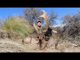 Huge Mountain Buck! Fallow Deer Hunting New Zealand