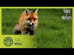 Nature in the City of Light (Ile de France) | Tales of Nature 6/10 | Go Wild