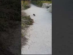 Quenda in Western Australia - Coogee Beach #marsupials #wildanimals #wildlife #australiananimals