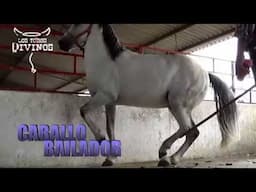 ´´CABALLO BAILADOR'' EN RANCHO LOS LAURELES 2015