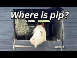 Where has my horse pip gone?