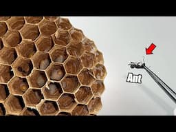 What Happens When You Put Ants in a Northern Giant Hornet's nest...