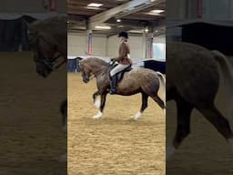 A RECAP OF SOME OF THE 2024 HORSE SHOWS #horse #equestrain #horseshow