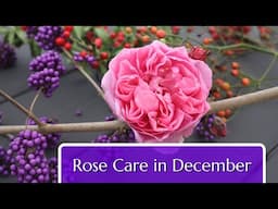 Rose Care in December