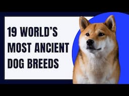 19 World’s Most Ancient Dog Breeds | Most Ancient Dogs