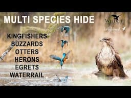 Multi Species Hide - 24 Hours of Wildlife Photography