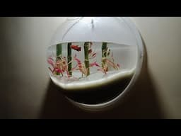 I made a Wall mounted Aquarium  *Flying Bowl*  |Beautiful decoration Ideas|