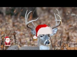 Are They  Santa's Deer ???   Deer Eating Yummy Corn “ Out the Window Wildlife “