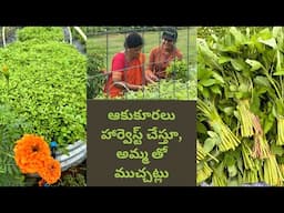 ఫార్మ్ లో ఆకుకూరల హడావిడి - Thriving Greens at Sprouting Roots Farm