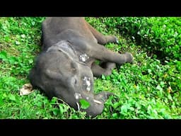 Elegant Tusker paralyzed due to a worm infection while suffering from Abscesses in the body