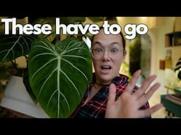 All my Philodendron with care tips | Plant with Roos