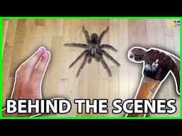 1000 Spiders | "Killing a Spider" - Behind the Scenes