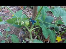 How to Hand Pollinate Tomato Flowers