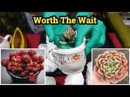 Unboxing MOST WANTED Plant Haul | LET LOVE GROW