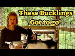 These Buckling Must Go / Baby Goats