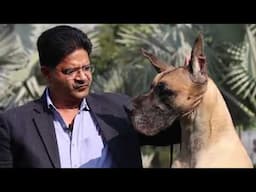 Biggest Great Dane Kennel In India || VIDANE'S Kennel || Dr Vidhya Ratan || Scoobers