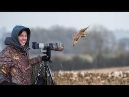 My first time photographing Short-Eared Owls!