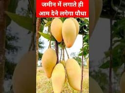 एक साल में फल देने लगेगा आम | best mango Plant | Home garden