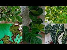 14 PLANTAS Que GOSTAM De  SOMBRA