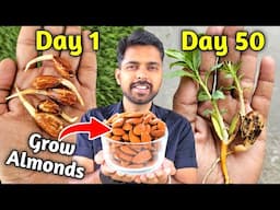 How to Grow Almonds at Home (2 Methods) | बादाम का पेड़ उगाने का तरीका