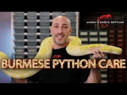 Ultimate Burmese Python Care Guide: Tips for a Healthy & Happy Giant Snake!