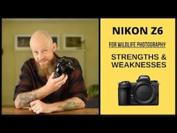 NIKON Z6 FOR WILDLIFE PHOTOGRAPHY - STRENGTHS AND WEAKNESSES (2020 review)