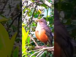 Sabiá-Laranjeira Gaúcho cantando no Fim do dia 🔴 #nature #sabialaranjeira #cantopassaros