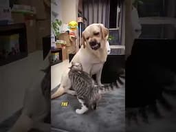 Dog's Tense Reaction to Free Cat Massage