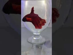 Red Full Moon Betta Fish | Fighter Fish #bettafish #redbettafish #aquarium #shorts @PetsAt