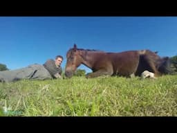 Helping a sensitive horse