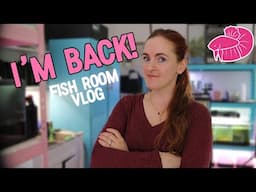 Simply Betta Fish Room Vlog! My Next Aquascapes?